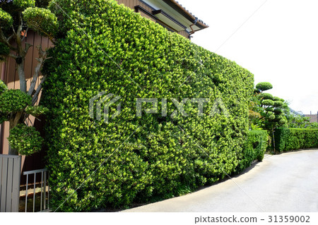 Maki的對沖Itako-shi 31359002