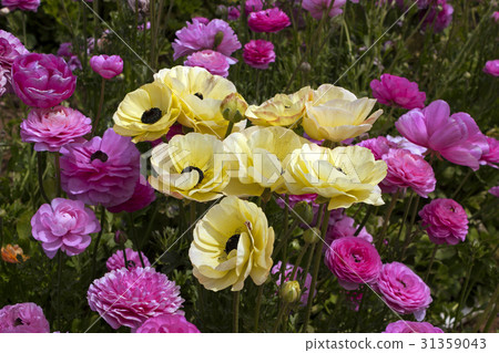 Colorful fields of colorful flowers Colorful fields of colorful flowers 31359043