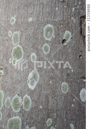 Bark surface texture background material Bark surface texture background material 31359098