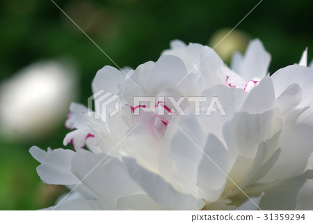 White peony White peony 31359294