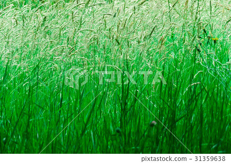 Ears of a grass swaying in the wind Ears of a grass swaying in the wind 31359638