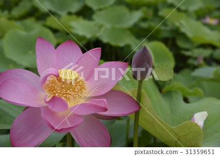 Lotus flower Lotus flower 31359651