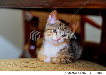 Little cute kitten striped white coloring Little cute kitten striped white coloring 31360008