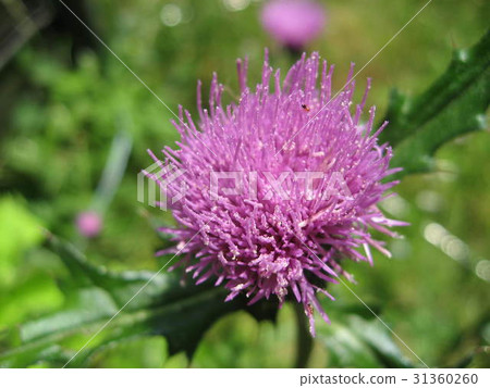  A thistle 31360260