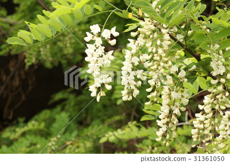 Harienge 31361050