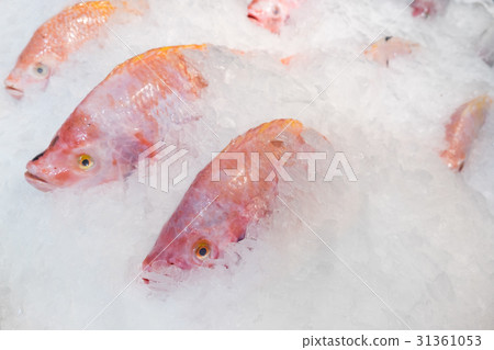 Close-up fresh red tilapia fish in ice bucket 31361053