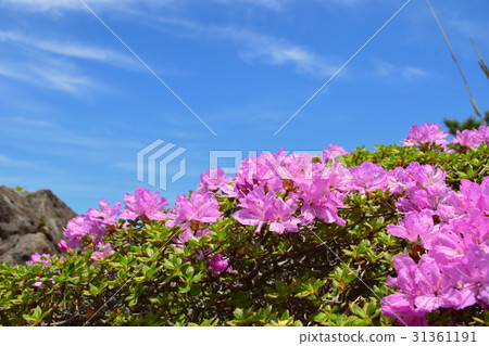 Kokonoe的Miyama Kirishima Kokonoe的Miyama Kirishima 31361191