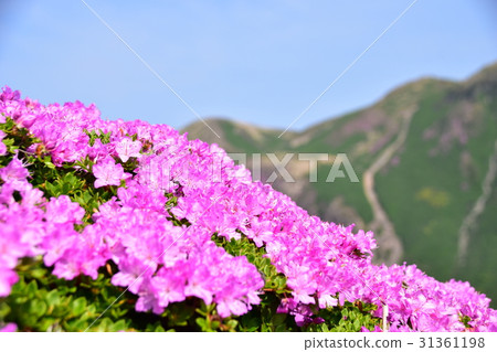 Kokonoe's Miyama Kirishima 31361198