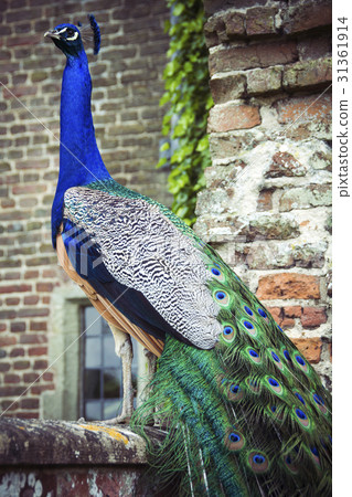 Peacock on wall in grounds of Herstmonceux castle Peacock on wall in grounds of Herstmonceux castle 31361914
