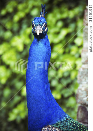 Peacock staring at camera on sunny day in castle g Peacock staring at camera on sunny day in castle g 31361915
