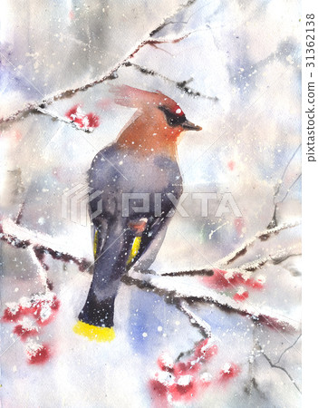 Waxwing  sitting on a branch 31362138