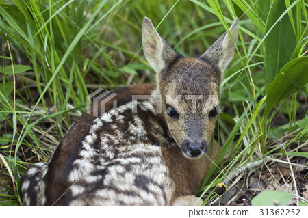 fawn in the wild 31362252