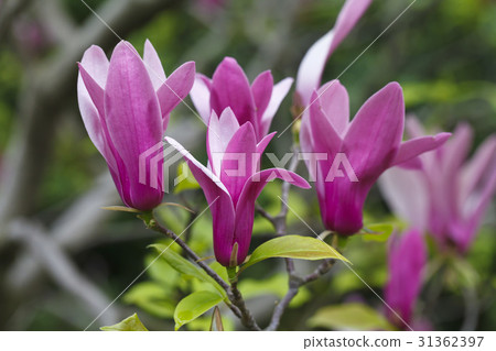 Beautiful magnolia flowers 31362397