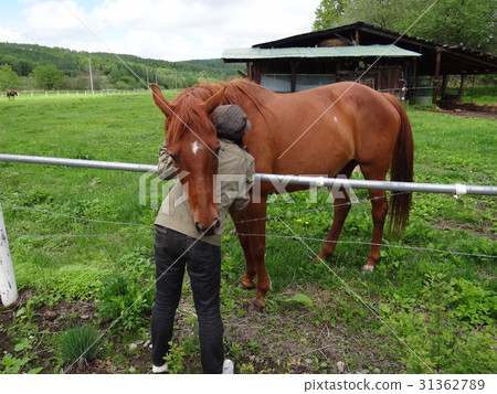 Horse women Horse women 31362789