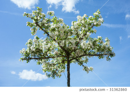 Decorative apple-tree Decorative apple-tree 31362860