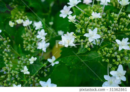 繡球花 繡球花 31362861