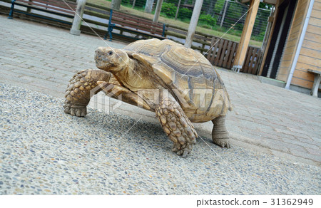 非洲鞭龜 非洲鞭龜 31362949