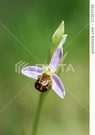 Wild orchid orchid 31363598