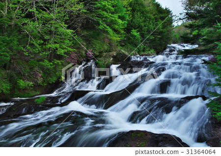 Crown waterfall (around Mitsuba Azalea) Crown waterfall (around Mitsuba Azalea) 31364064