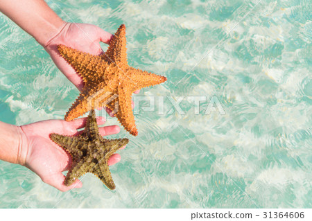 Tropical white sand with starfish in hands Tropical white sand with starfish in hands 31364606