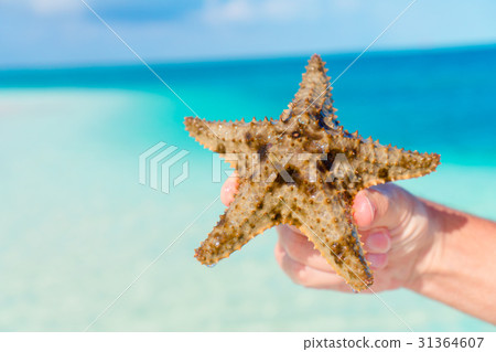 Close up starfish in hands background the Close up starfish in hands background the 31364607