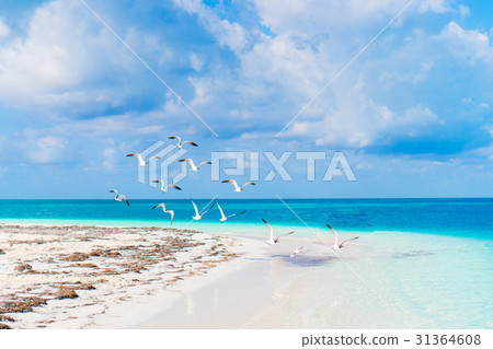 Beautiful white sand beach and Caribbean sea with Beautiful white sand beach and Caribbean sea with 31364608
