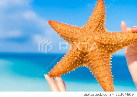 Tropical white sand with red starfish in hands 31364609
