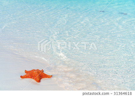 Tropical white sand with red starfish in clear Tropical white sand with red starfish in clear 31364618