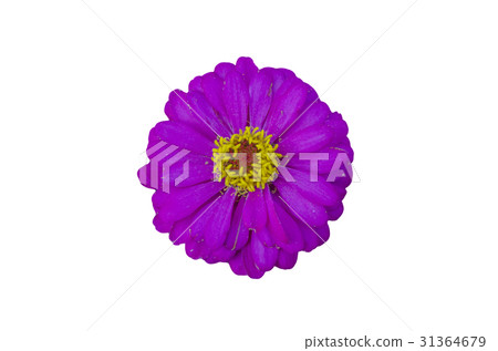 Zinnia flower isolate on white background 31364679