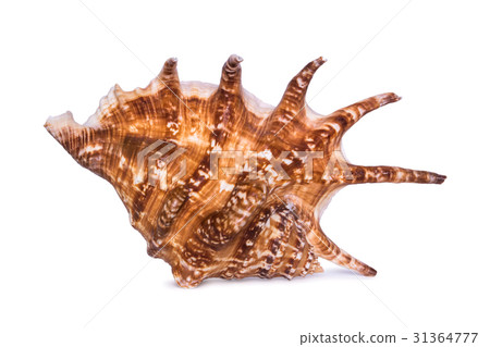 Big beautiful seashell isolated on white background. Big beautiful seashell isolated on white background. 31364777