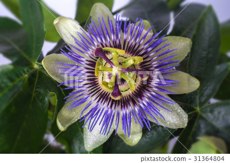 Passiflora passionflower with dew water drops . Big beautiful flower. 31364804