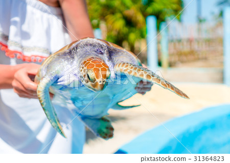 Close up sea turtle in female hands in exotic Close up sea turtle in female hands in exotic 31364823