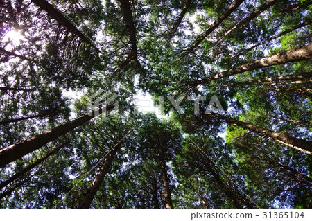 森林走朝陽 31365104