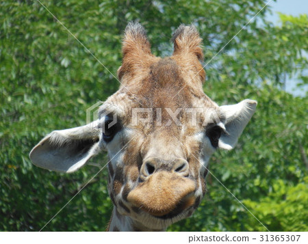 Giraffe of Asahiyama Zoo Giraffe of Asahiyama Zoo 31365307