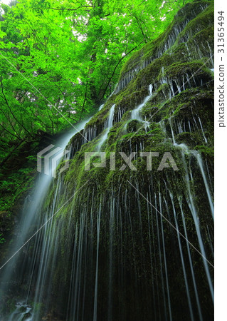 Takinosawa in the summer 31365494