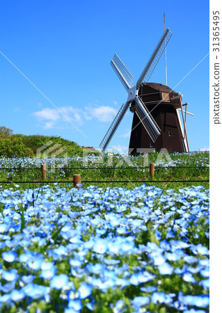 Nemophila of Tsurumi Greenland 31365495
