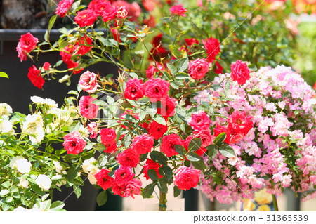 紅色微型花 紅色微型花 31365539