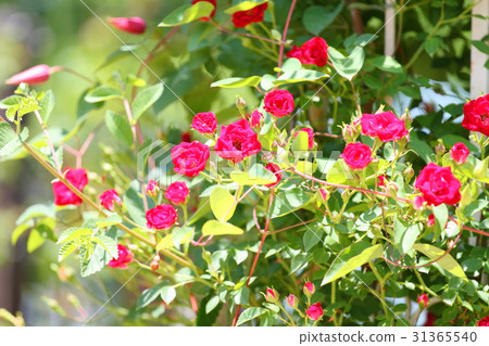 紅色微型花 31365540