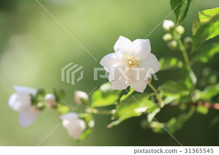 Baikutsugi flower 31365545