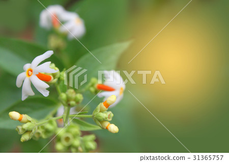 The soft focus the beautiful of Night blooming jas The soft focus the beautiful of Night blooming jas 31365757