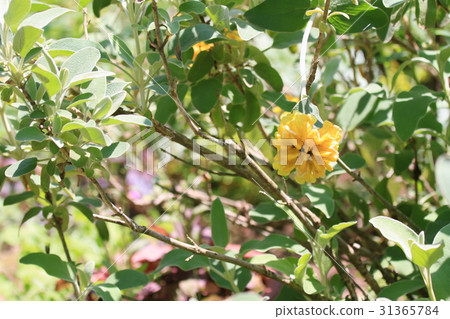 耶路撒冷鼠尾草花 耶路撒冷鼠尾草花 31365784