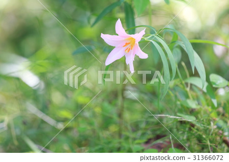 百合花 31366072