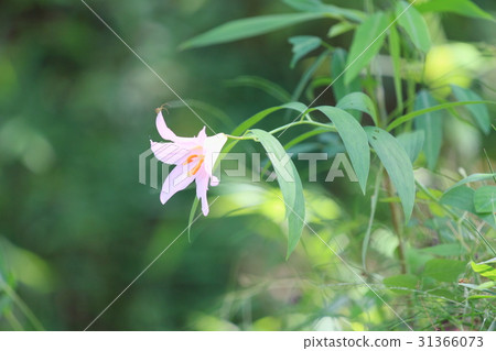 Lily flowers 31366073