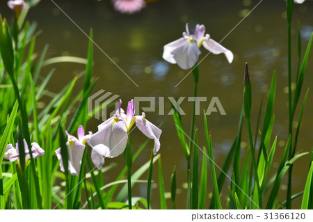 Heian Jingu Shrine iris Heian Jingu Shrine iris 31366120