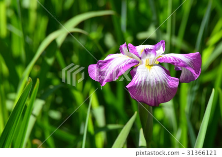 Heian Jingu Shrine iris Heian Jingu Shrine iris 31366121