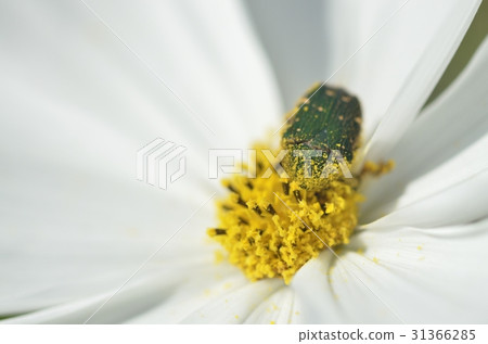 Cosmos and Canaven 31366285