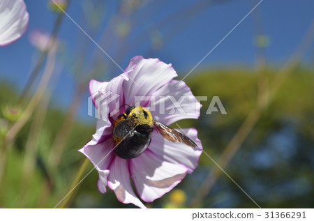 宇宙和熊 31366291