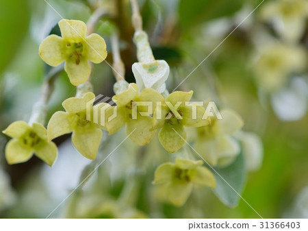 Gummy flowers bloom 31366403