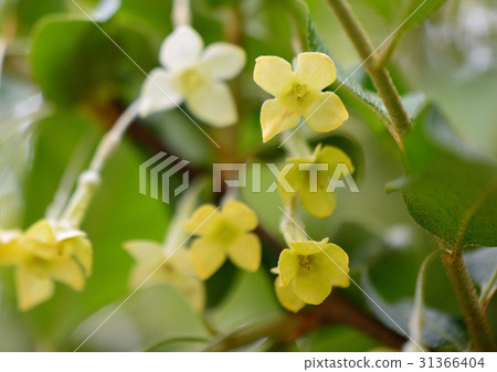 Gummy flowers bloom 31366404