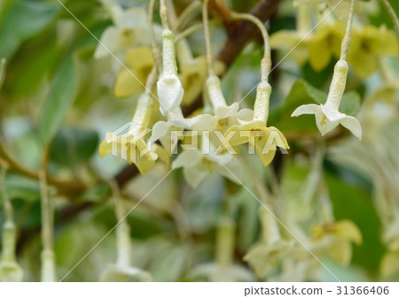 軟糖花開 軟糖花開 31366406